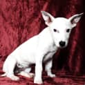 Photo of Reuben