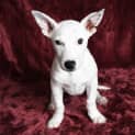 Photo of Reuben