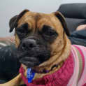 Photo of Lucy 4 Year Old Jack Russell X Pug (Trial)