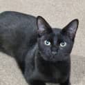 Photo of Cassia