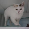 Photo of Hazelnut