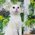 Photo of Snowy  Located In Templestowe