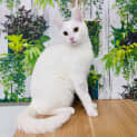 Photo of Snowy  Located In Templestowe
