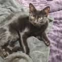 Photo of Pepper