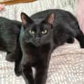 Photo of Pepper