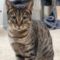 Photo of Pepper