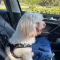 Photo of Dougal Van Winkle