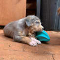 Photo of Nemo