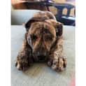 Photo of Jaffa *$150 Adoption Fee*