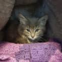 Photo of Bluebelle