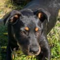 Photo of Leroy