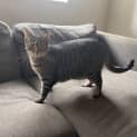 Photo of Bongo ** 2nd Chance Cat Rescue**