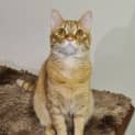 Photo of Annie