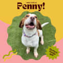 Photo of Penny!!🐶🧡