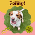 Photo of Penny!!🐶🧡