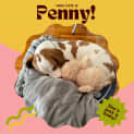 Photo of Penny!!🐶🧡