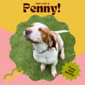 Photo of Penny!!🐶🧡