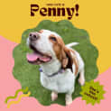 Photo of Penny!!🐶🧡