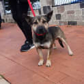 Photo of Buckey