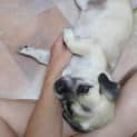 Photo of Rufus 2 Year Old Pug X (Trial)