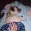 Photo of Rufus 2 Year Old Pug X (Trial)
