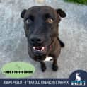 Photo of Pablo   4 Year Old American Staffy X