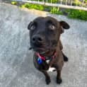 Photo of Pablo   4 Year Old American Staffy X