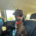 Photo of Pablo   4 Year Old American Staffy X