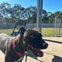 Photo of Pablo   4 Year Old American Staffy X