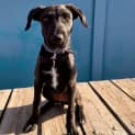 Photo of Xena