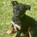 Photo of Bentley