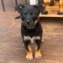 Photo of Bentley