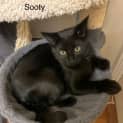 Photo of Sooty