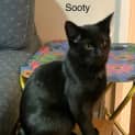 Photo of Sooty