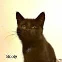 Photo of Sooty