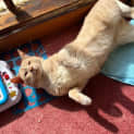 Photo of Amber