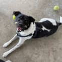Photo of Sarge