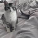 Photo of Felicia