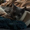Photo of Sharni