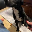 Photo of Cruiser