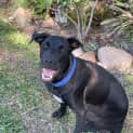 Photo of Buster