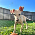Photo of Levi