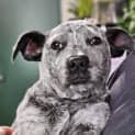Photo of Indi