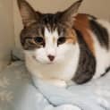 Photo of Boossy