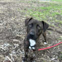 Photo of Maxi