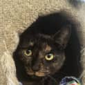 Photo of Cleo