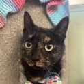 Photo of Cleo