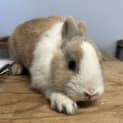 Photo of Rosie