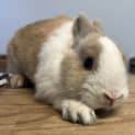 Photo of Rosie
