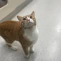 Photo of Squash